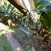 Plants: image4 11 Of 24 Thumb